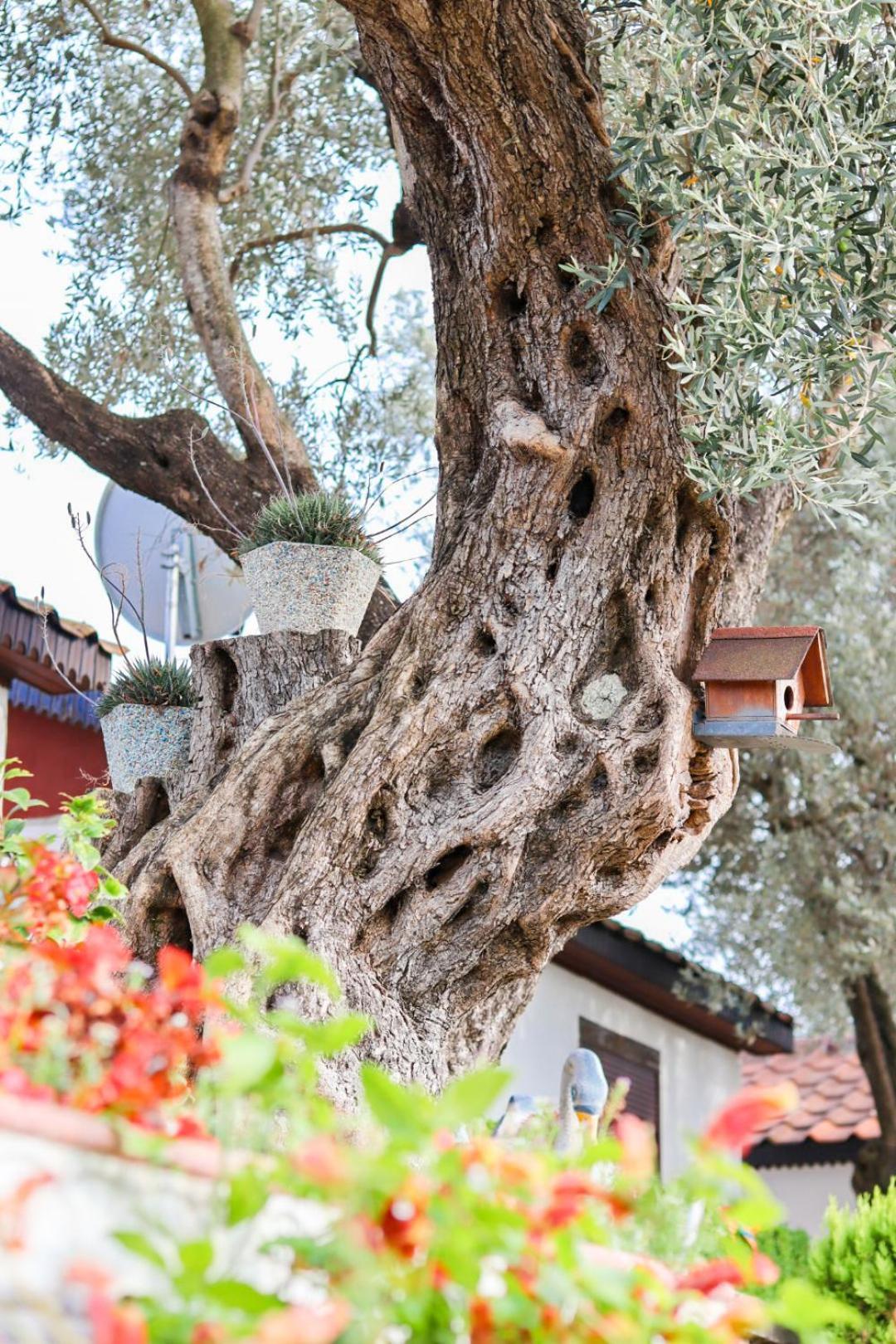 Hilja'S Oliven Garden Bungalows 울친 외부 사진