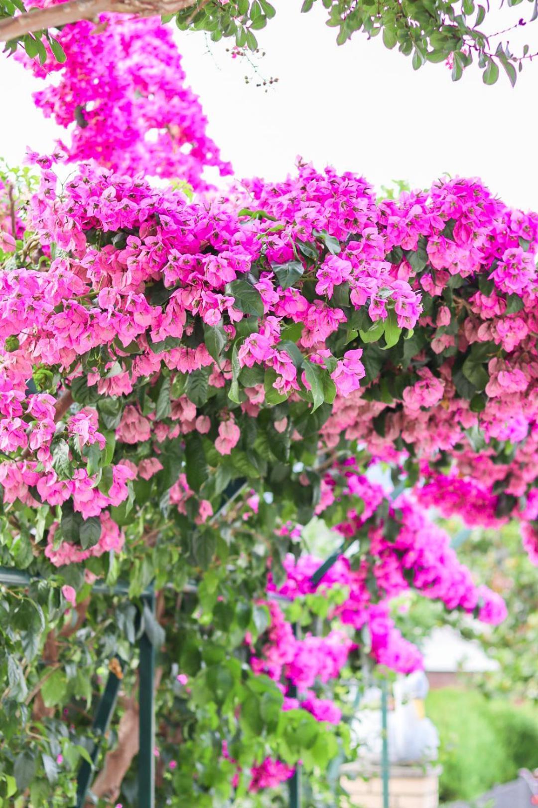 Hilja'S Oliven Garden Bungalows 울친 외부 사진